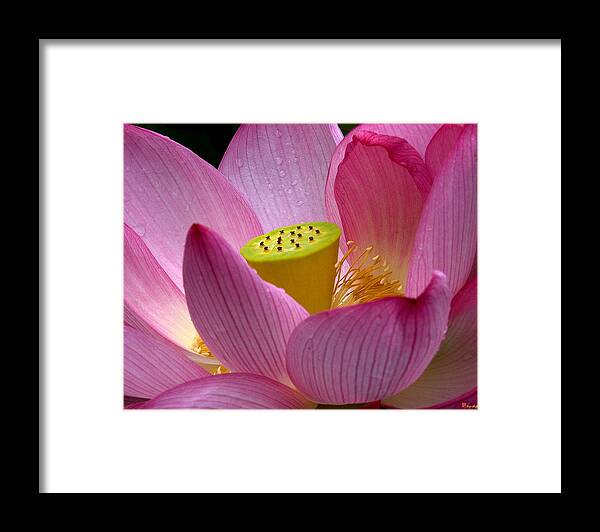 Nature Framed Print featuring the photograph Lotus-Center of Being ii DL030 by Gerry Gantt