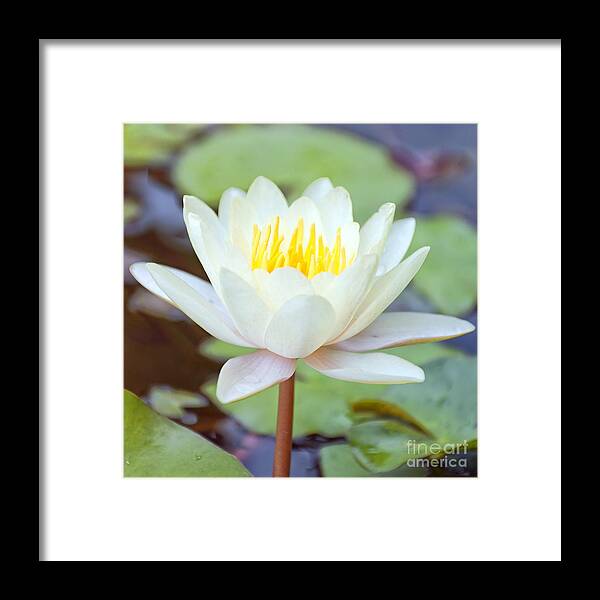 Lotus Framed Print featuring the photograph Lotus flower 02 by Antony McAulay