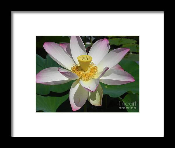 Photography Framed Print featuring the photograph Lotus Flower by Chrisann Ellis