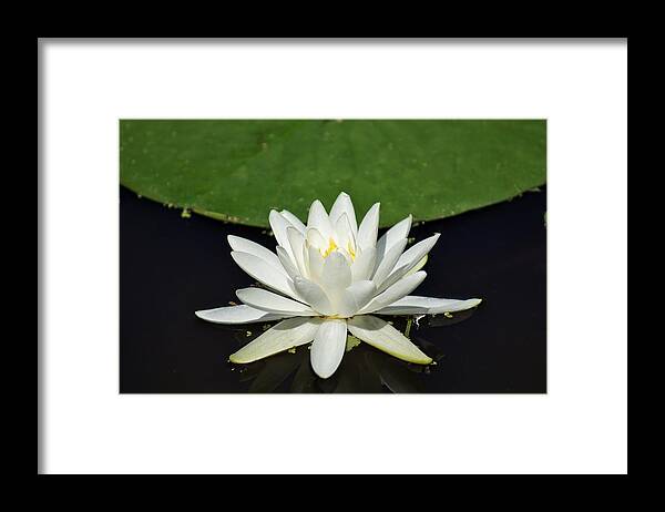 Lotus Framed Print featuring the photograph Lotus Flower by Jean Goodwin Brooks
