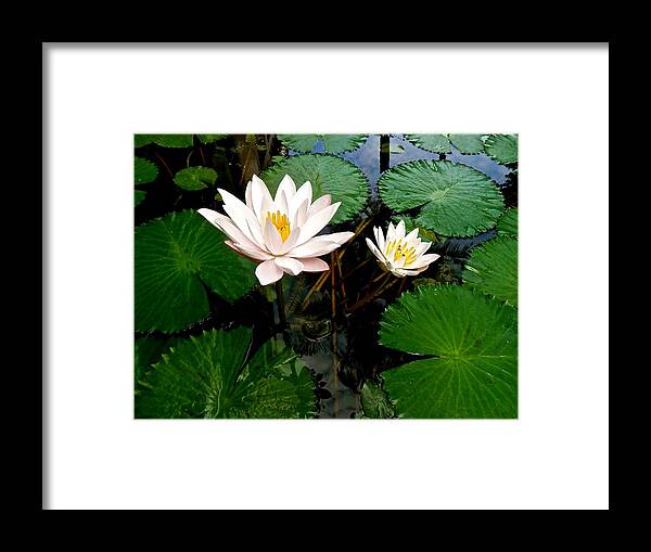 Lotus Framed Print featuring the photograph Lotus Flowers by Joe Wyman