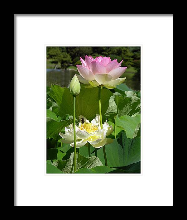 Lotus Framed Print featuring the photograph Lotus in Bloom by John Lautermilch