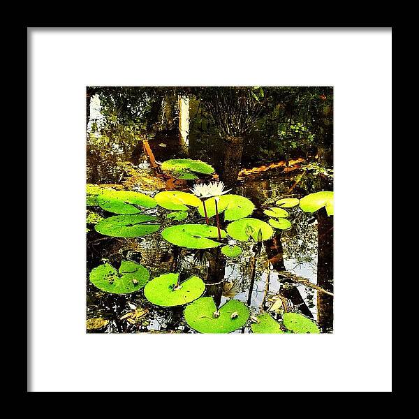 Landscape Framed Print featuring the photograph Lotus Landscape by Rishi Sood