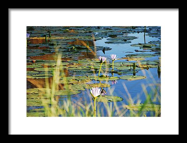 Australian Framed Print featuring the photograph Lotus-Lily Pond 2 by Ankya Klay