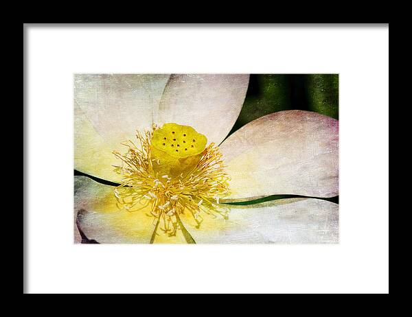 Lotus Framed Print featuring the photograph Lotus by Richard Macquade