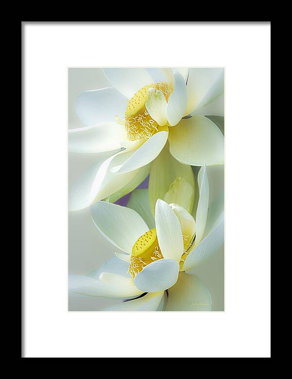 Lotus Framed Print featuring the photograph Lotuses in Bloom by Julie Palencia