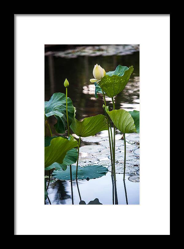 Mauritius Framed Print featuring the photograph Lotuses in the Pond by Jenny Rainbow