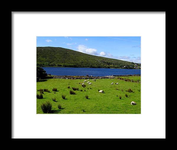 Ireland Framed Print featuring the photograph Lough Bofin Sheep by Keith Stokes