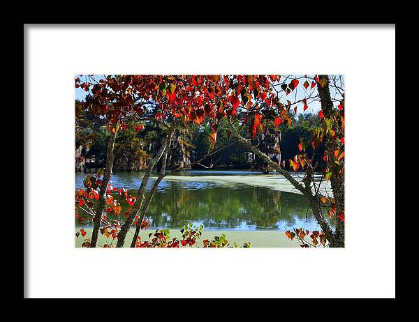 Fall Framed Print featuring the photograph Louisiana Fall by Charlotte Schafer