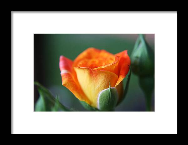 Rose Framed Print featuring the photograph Louisiana Orange Rose by Ester McGuire