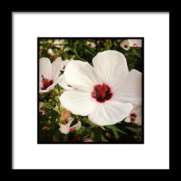 Igersoflouisiana Framed Print featuring the photograph Louisiana Wild Flower by Scott Pellegrin