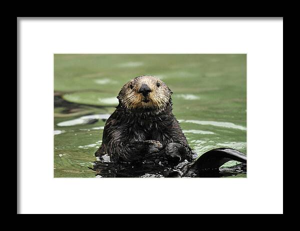Sea Otter Framed Print featuring the photograph Lovable by Lara Ellis