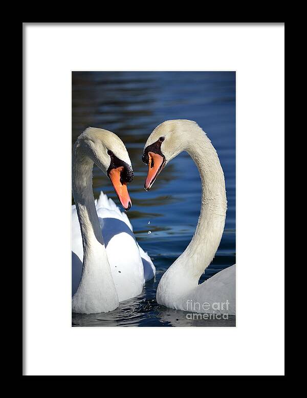 Swans Framed Print featuring the photograph Love Birds by Deb Halloran