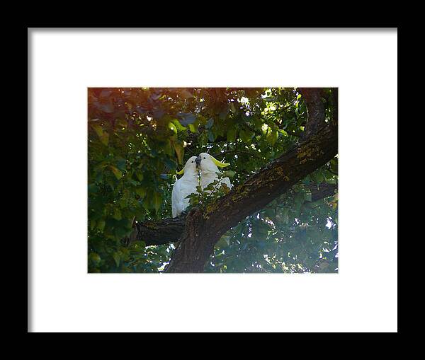 Love Framed Print featuring the photograph Love Birds by Evelyn Tambour