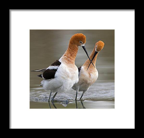 Beak Framed Print featuring the photograph Love Crossing ... by 