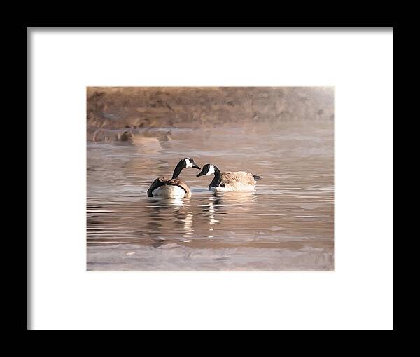 Canadian Geese Framed Print featuring the photograph Love by Dennis Buckman