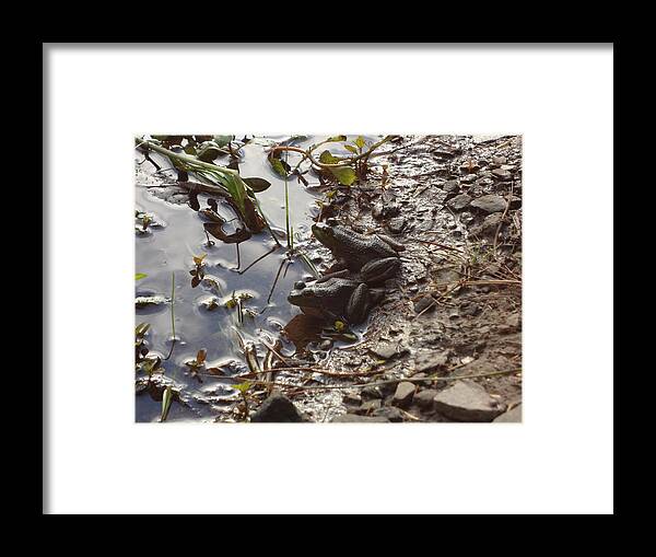 Frog Framed Print featuring the photograph Love Frogs by Michael Porchik