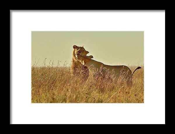 Stroking Framed Print featuring the photograph Love In Serengiti by Safique Hazarika Photography