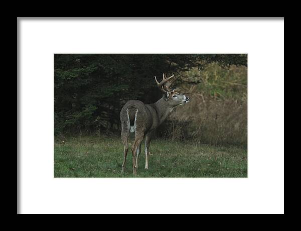 Big Bucks Framed Print featuring the photograph Love is in the air by Sandra Updyke