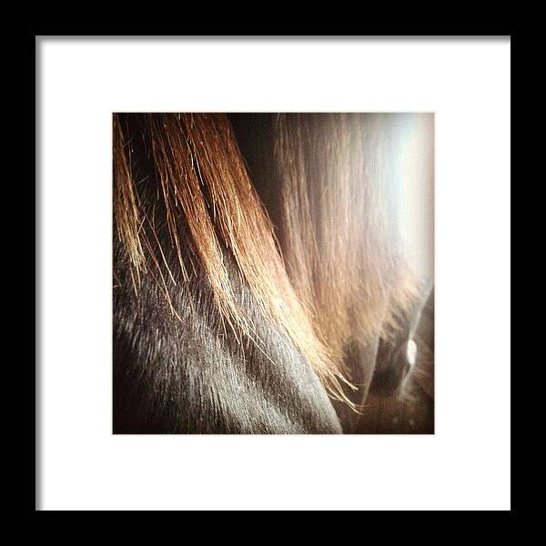 Horses Framed Print featuring the photograph Love Love Love!!! The Copper Tones In by Emily Roberts