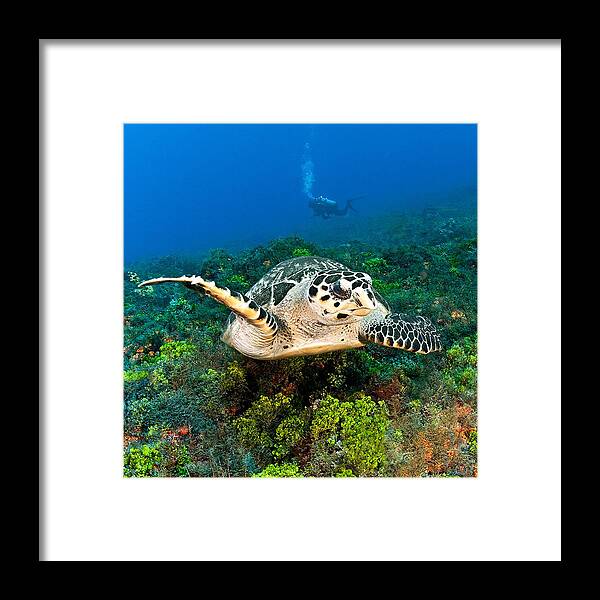 Hawksbill Turtle Framed Print featuring the photograph Love My Turtles by Paula De Baleau
