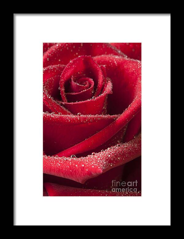 Rose Framed Print featuring the photograph Love by Patty Colabuono