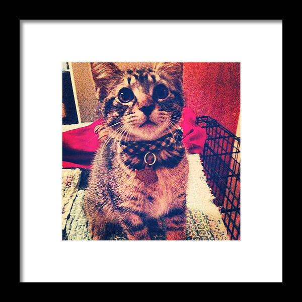 Scout Framed Print featuring the photograph Love This Little Guy! #scout by Hollyan Trainer