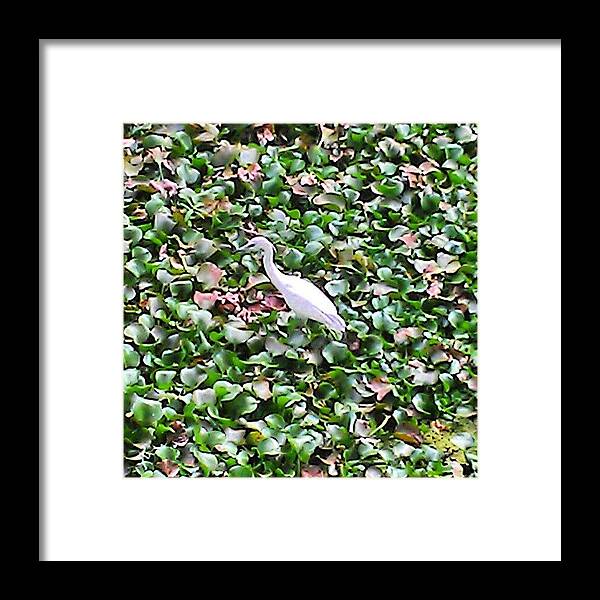 Beautiful Framed Print featuring the photograph Love This Picture? Check Out My Gallery by Jinxi The House Cat