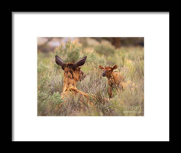 Elk Framed Print featuring the photograph Love You Mama by Clare VanderVeen