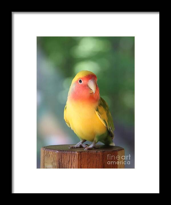 Love Bird Framed Print featuring the photograph Lovebird on a Pedestal by Andrea Lazar