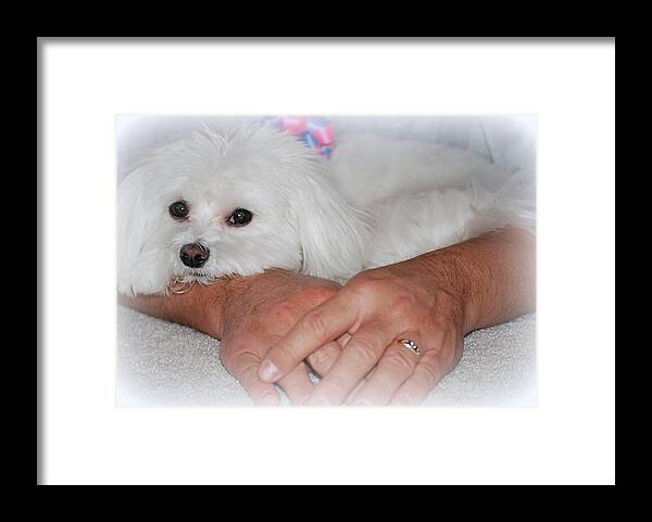Maltese Framed Print featuring the photograph Loved by Mary Beth Landis