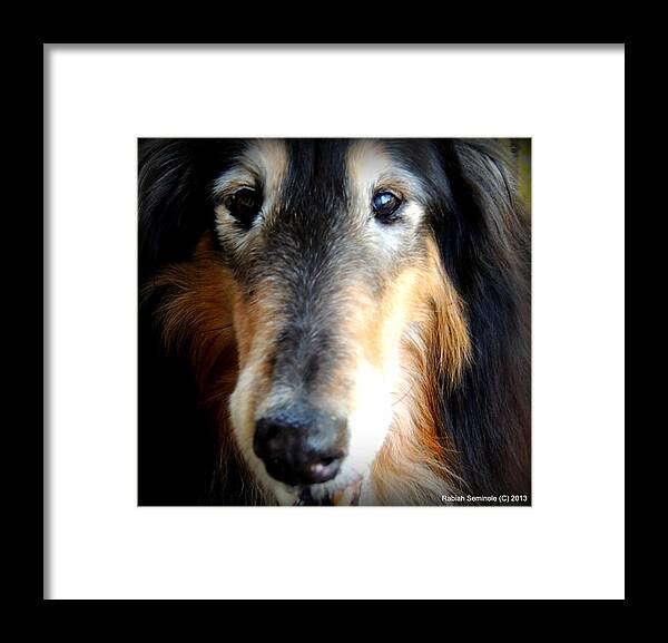 Senior Dog Framed Print featuring the photograph Loved by Rabiah Seminole
