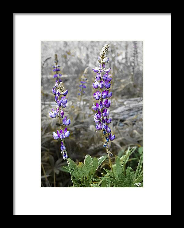 Lupine Framed Print featuring the photograph Lovely Lupines by Susan Eileen Evans