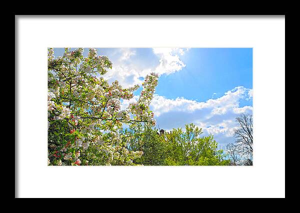 Spring Framed Print featuring the digital art Lovely Spring Blossoms by Andrew Middleton