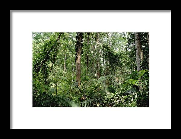 Feb0514 Framed Print featuring the photograph Low Montane Tropical Rainforest Khao by Gerry Ellis