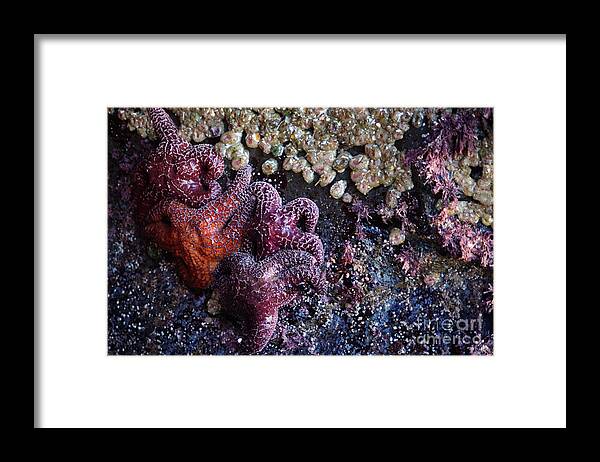 Animals Framed Print featuring the photograph Low Tide by Adria Trail