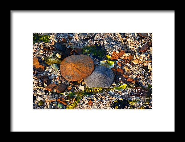 Sand Dollars Framed Print featuring the photograph Low tide lovers by Frank Larkin