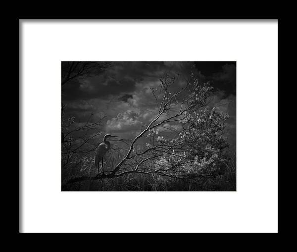 Egret Framed Print featuring the photograph Loxahatchee Heron At Sunset by Bradley R Youngberg