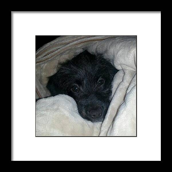  Framed Print featuring the photograph Lucy Dog Saw The Vet Today And Got by Clifford McClure