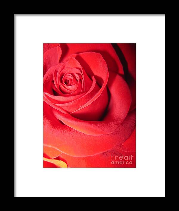 Floral Framed Print featuring the photograph Luminous Red Rose 6 by Tara Shalton