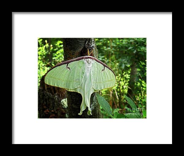 luna Moth Framed Print featuring the photograph Luna Moth by Sharon Woerner