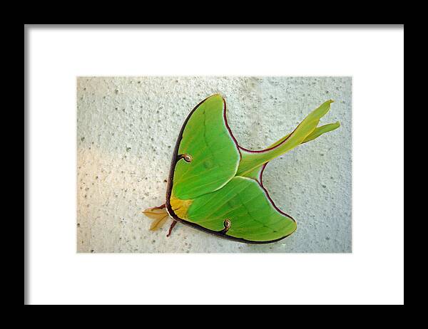 Luna Moth Framed Print featuring the photograph Luna Moth by Susan Duda
