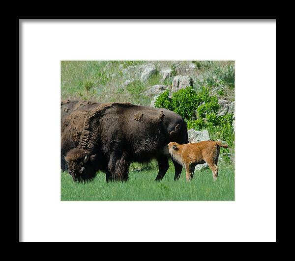 Dakota Framed Print featuring the photograph Lunch for Buffalo Calf by Greni Graph