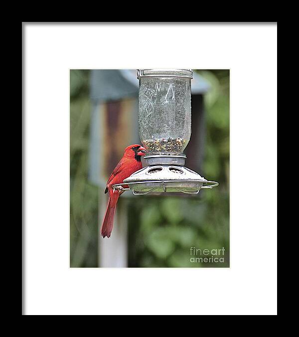 Bird Framed Print featuring the photograph Lunch Is Great by Carol Bradley