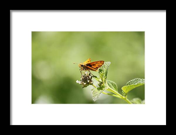 Butterfly Framed Print featuring the photograph Lunch Time by Amy Gallagher