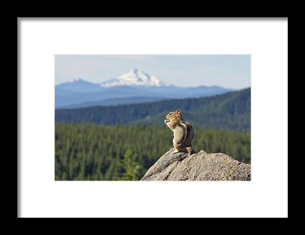 Animal Themes Framed Print featuring the photograph Lunch With A View by Joshua Johnston