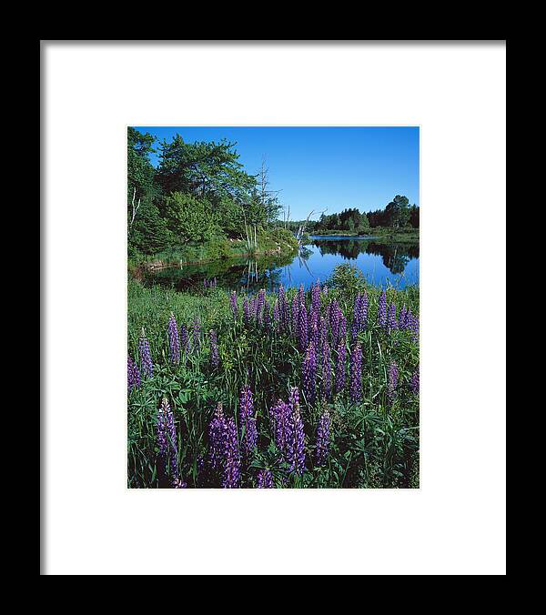 Maine Framed Print featuring the photograph Lupin and Lake-V by Tom Daniel