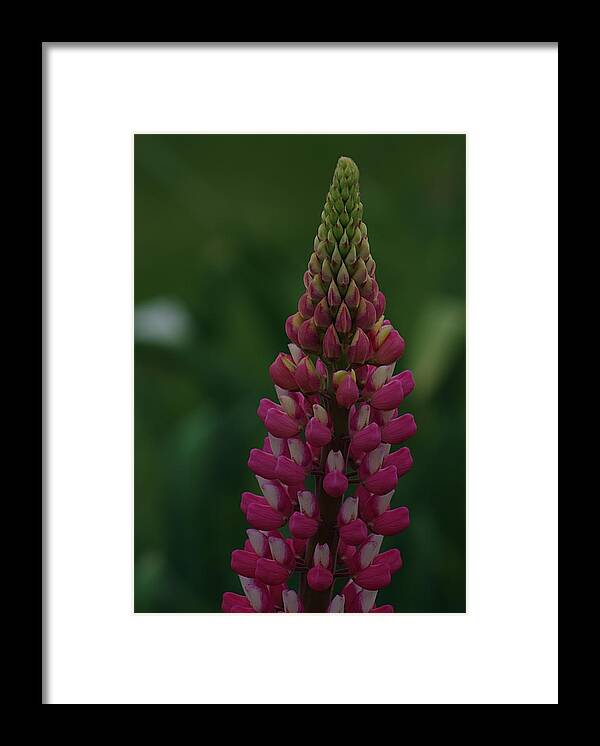 Lupine Framed Print featuring the photograph Lupine by Ken Dietz