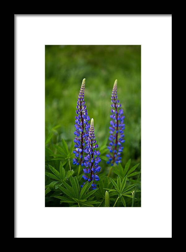 Outdoors Framed Print featuring the photograph Lupine trio by Eti Reid