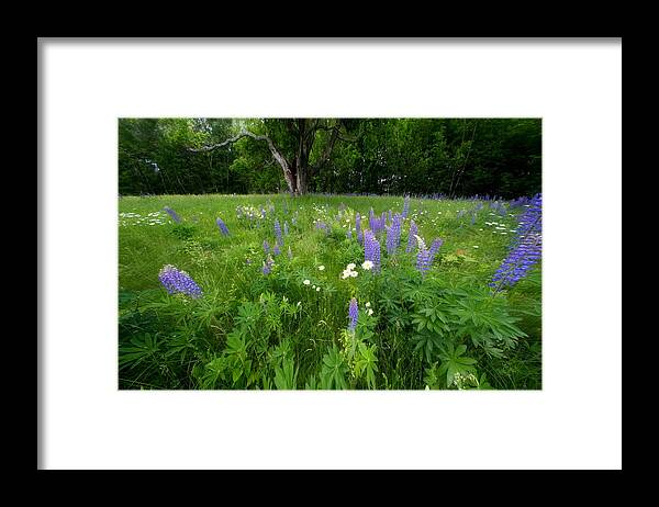 Lupines Framed Print featuring the photograph Lupines and Wild flowers by Andrea Galiffi